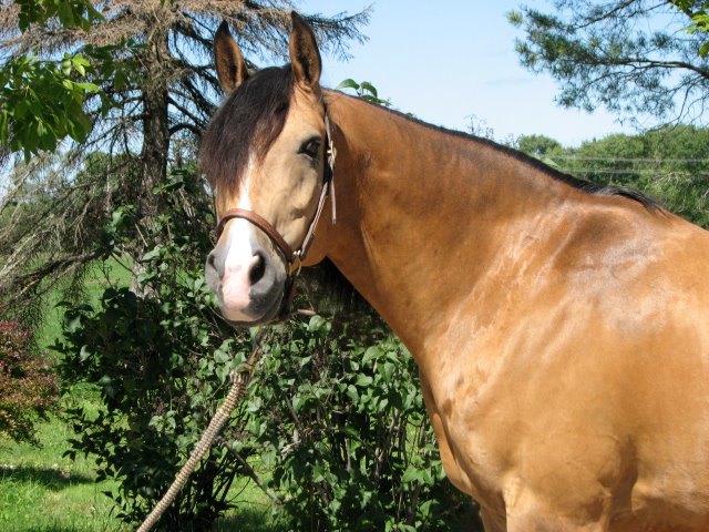 National Show Horse